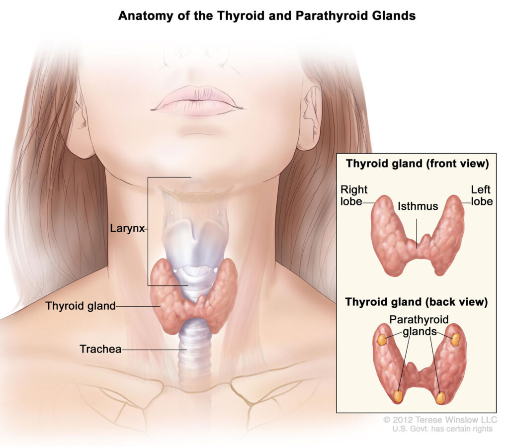 Total Thyroidectomy