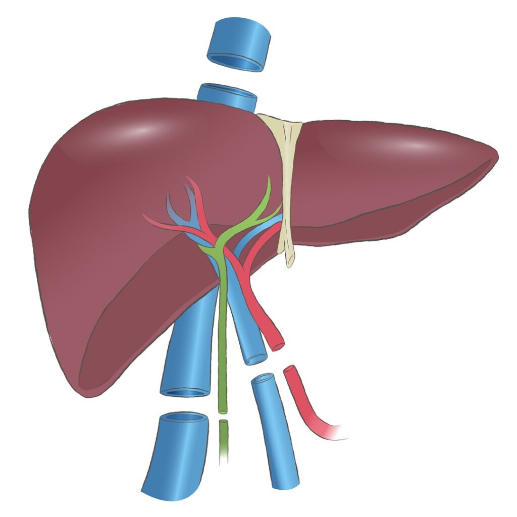 Liver Transplant Surgery